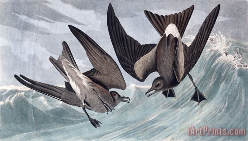 John James Audubon Fork Tail Petrel Art Print
