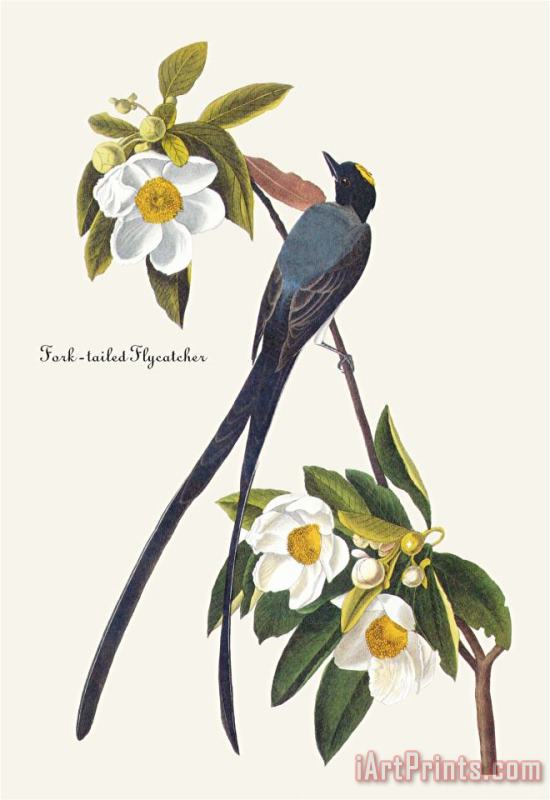 Fork Tailed Flycatcher painting - John James Audubon Fork Tailed Flycatcher Art Print