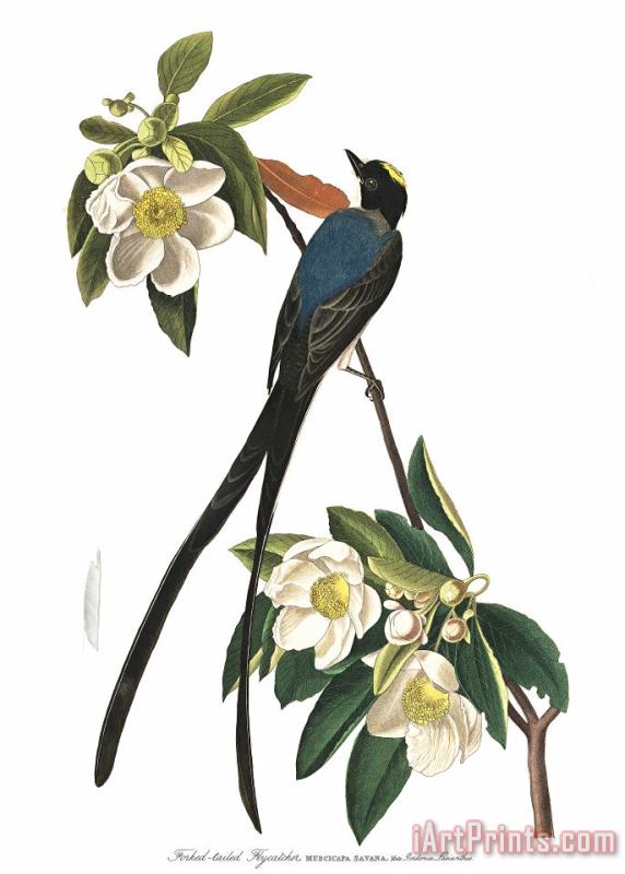 John James Audubon Fork Tailed Flycatcher Art Print