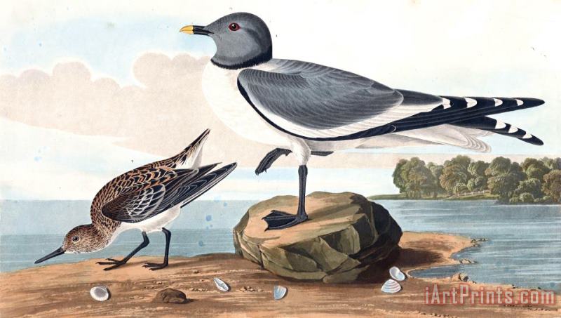 John James Audubon Fork Tailed Gull Art Print