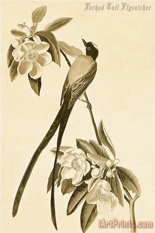 John James Audubon Forked Tail Flycatcher Art Painting