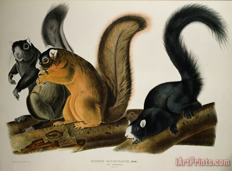 Fox Squirrel painting - John James Audubon Fox Squirrel Art Print