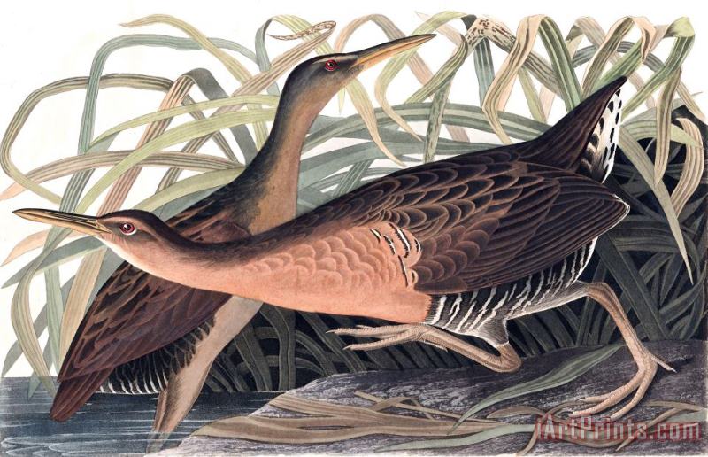 John James Audubon Fresh Water Marsh Hen Art Painting