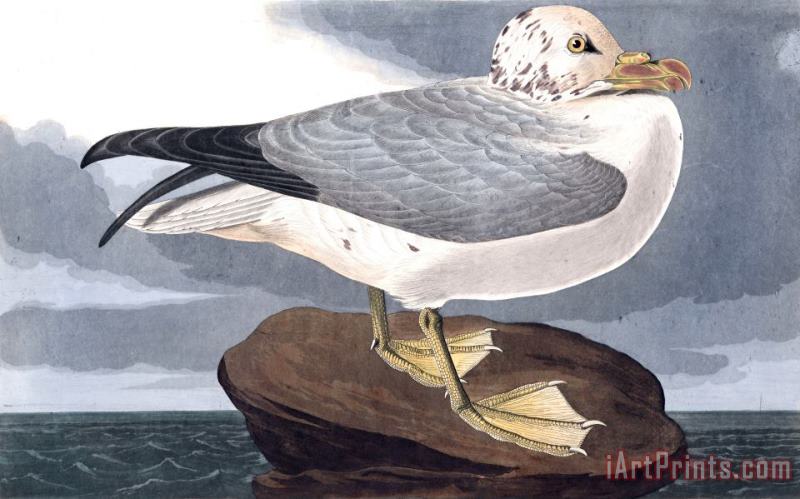 John James Audubon Fulmar Petrel Art Painting