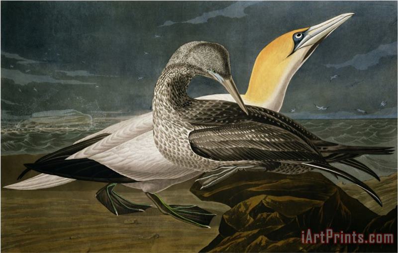 Gannets From Birds of America painting - John James Audubon Gannets From Birds of America Art Print
