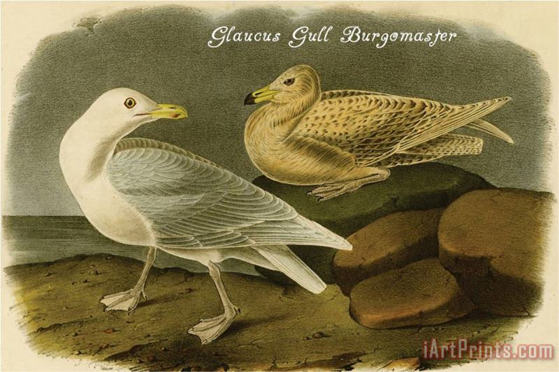 John James Audubon Glaucus Gull Burgomaster Art Painting