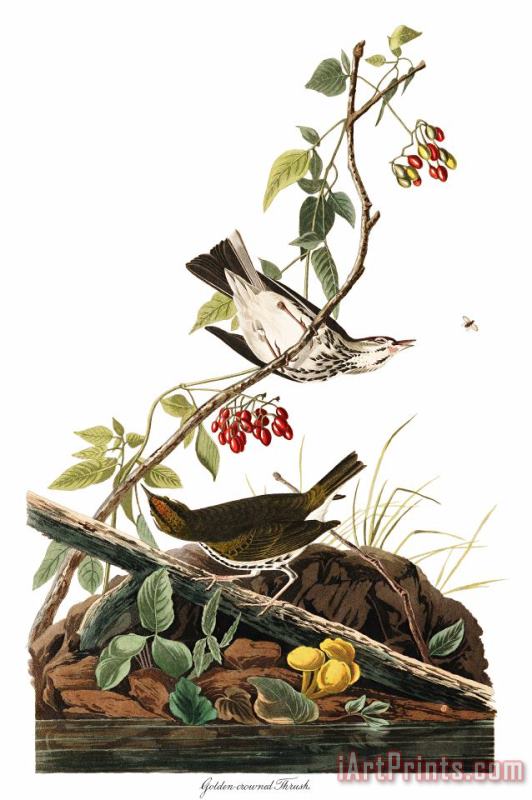 John James Audubon Golden Crowned Thrush Art Painting