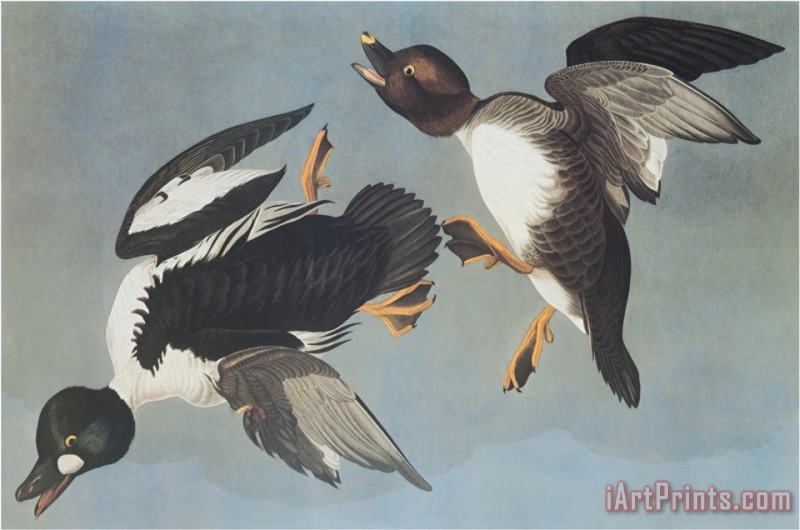 John James Audubon Golden Eye Duck Art Painting