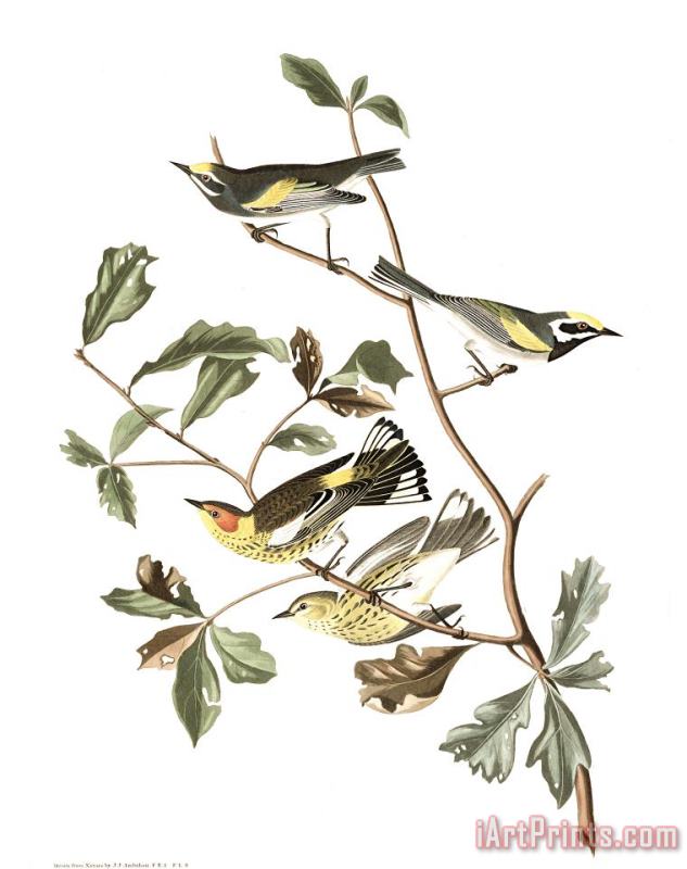 John James Audubon Golden Winged Warbler, Or Cape May Warbler Art Painting