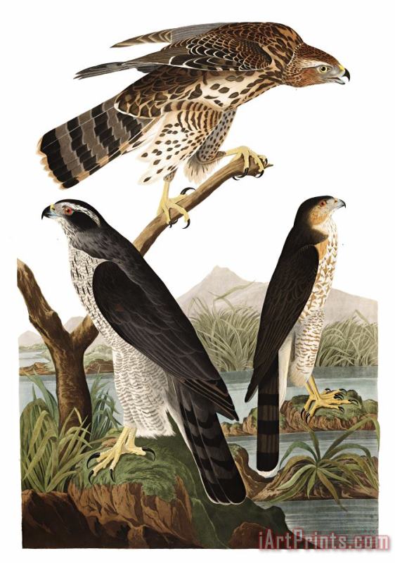 John James Audubon Goshawk, Or Stanley Hawk Art Painting