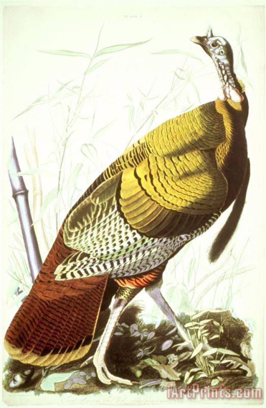 Great American Turkey painting - John James Audubon Great American Turkey Art Print