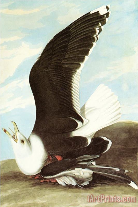 John James Audubon Great Black Backed Gull Art Print