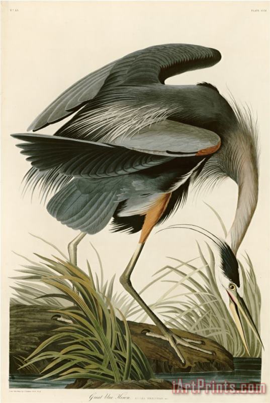 John James Audubon Great Blue Heron Art Print