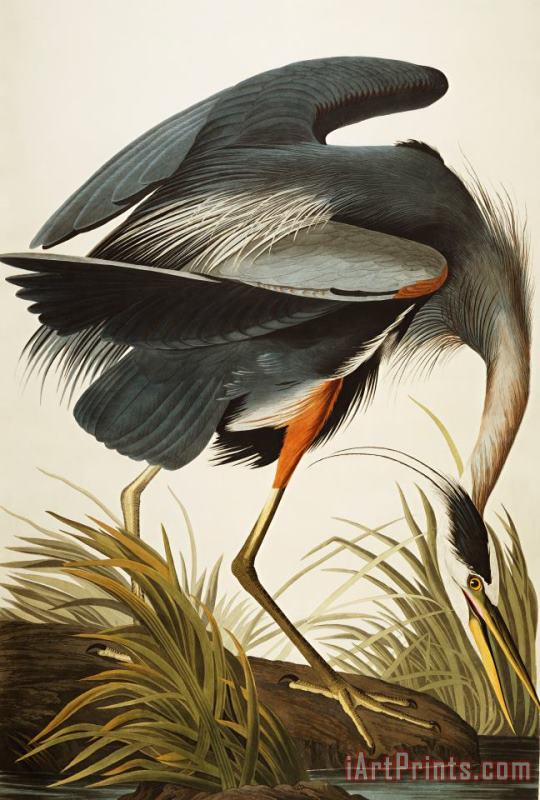 Great Blue Heron painting - John James Audubon Great Blue Heron Art Print