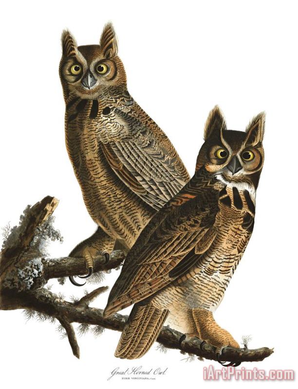 Great Horned Owl painting - John James Audubon Great Horned Owl Art Print