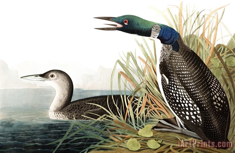 Great Northern Diver, Or Loon painting - John James Audubon Great Northern Diver, Or Loon Art Print