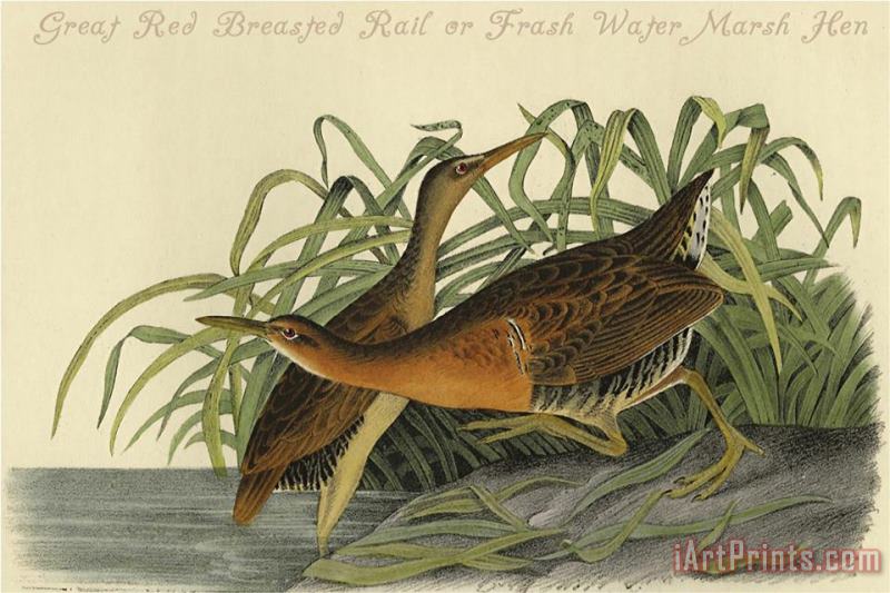 John James Audubon Great Red Breasted Rail Or Frash Water Marsh Hen Art Painting