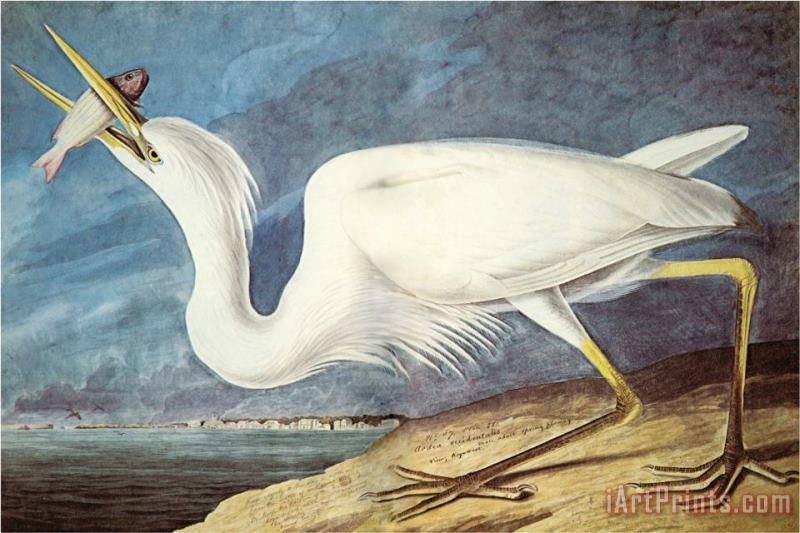 John James Audubon Great White Heron Art Print