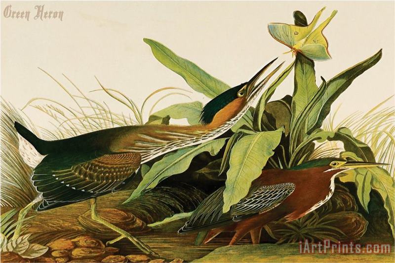Green Heron painting - John James Audubon Green Heron Art Print