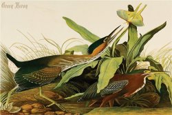 John James Audubon Green Heron