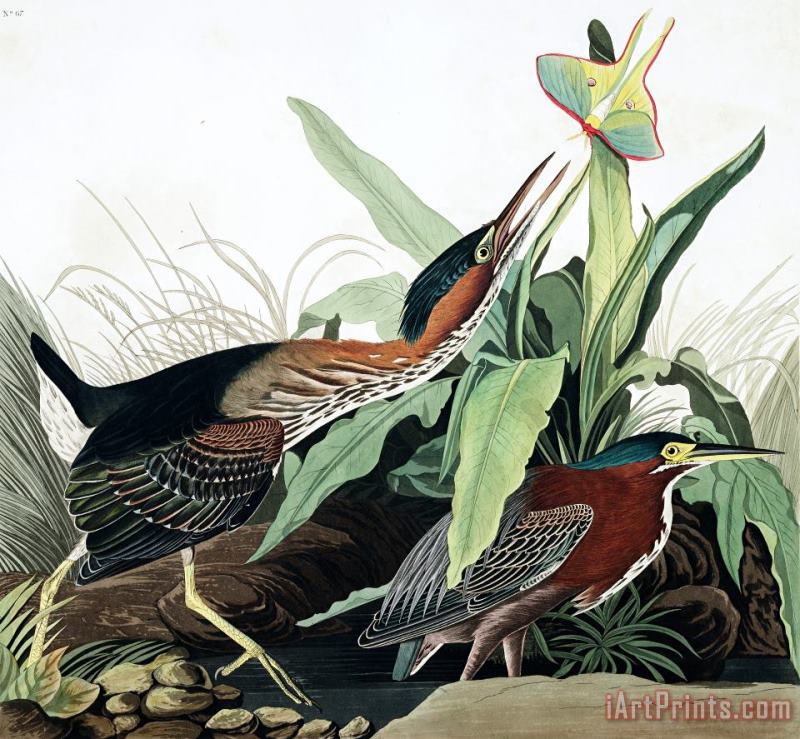 John James Audubon Green Heron Art Print