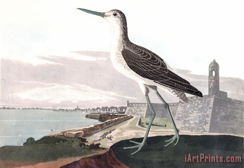 John James Audubon Greenshank Art Print