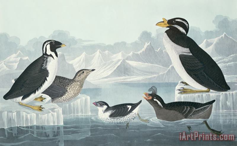 Guillemots and Auks painting - John James Audubon Guillemots and Auks Art Print