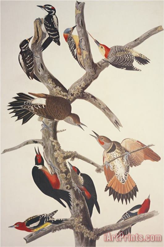 John James Audubon Hairy Woodpecker Art Painting