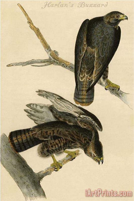 Harlan's Buzzard painting - John James Audubon Harlan's Buzzard Art Print
