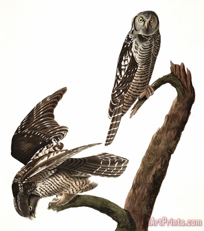 John James Audubon Hawk Owl Art Painting