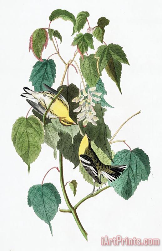 John James Audubon Hemlock Warbler Art Painting