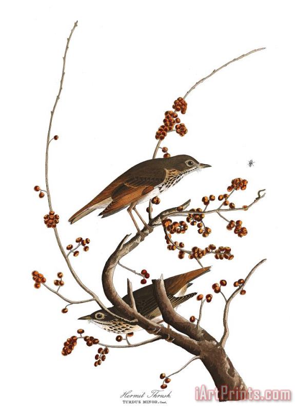 John James Audubon Hermit Thrush Art Painting