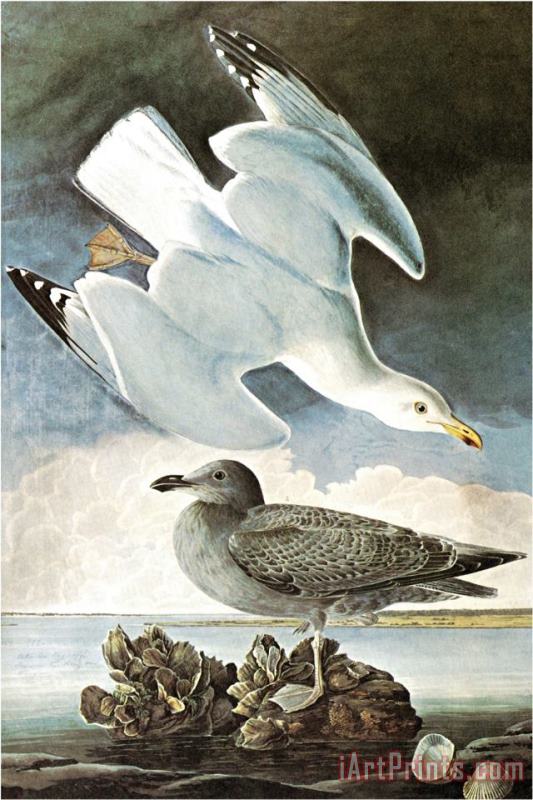 John James Audubon Herring Gull Black Duck Art Print
