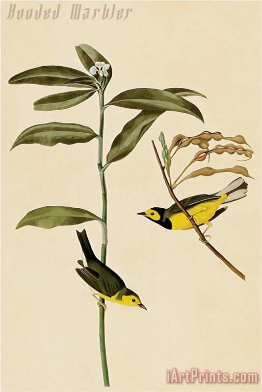 Hooded Warbler painting - John James Audubon Hooded Warbler Art Print