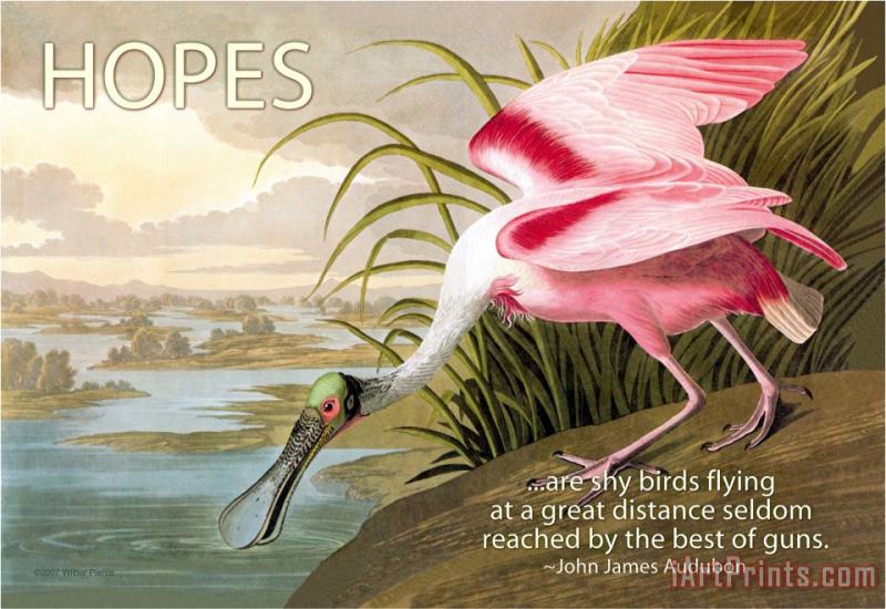 Hopes Are Shy Birds painting - John James Audubon Hopes Are Shy Birds Art Print