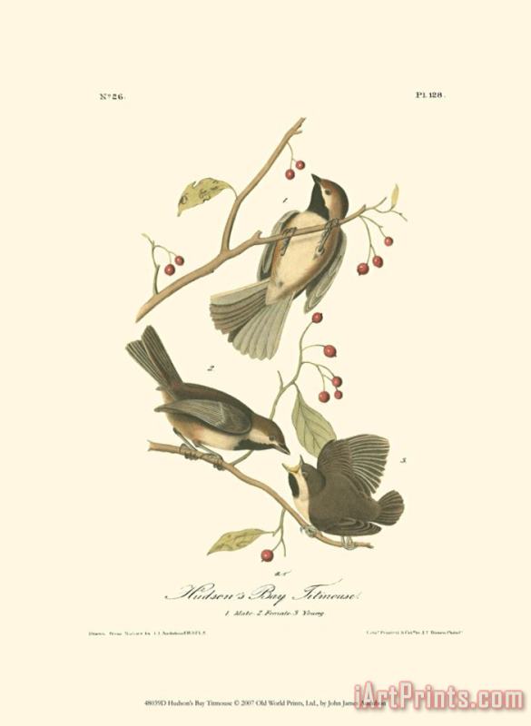 John James Audubon Hudson's Bay Titmouse Art Print