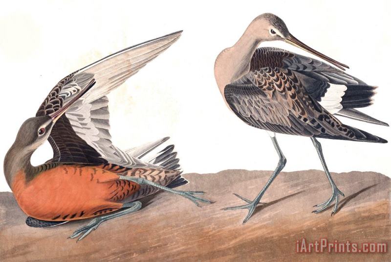John James Audubon Hudsonian Godwit Art Painting