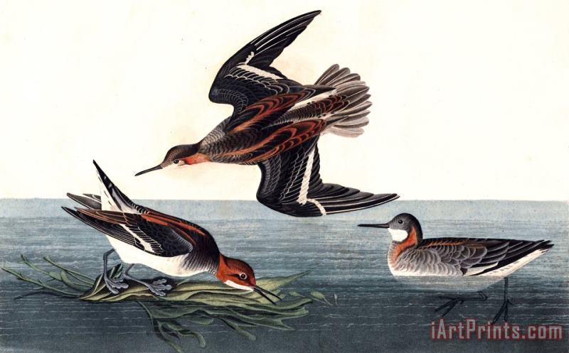 John James Audubon Hyperborean Phalarope Art Print