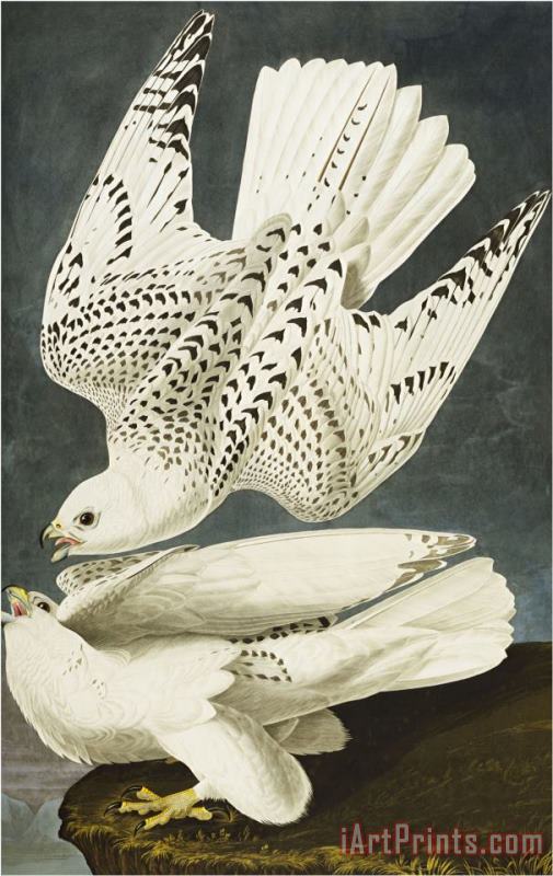 Iceland Or Jer Falcon Gyrfalcon Falco Rustiocolis From The Birds of America painting - John James Audubon Iceland Or Jer Falcon Gyrfalcon Falco Rustiocolis From The Birds of America Art Print