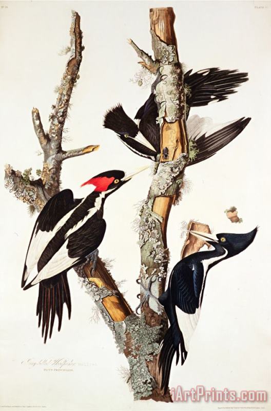 John James Audubon Ivory Billed Woodpecker 1829 Art Print