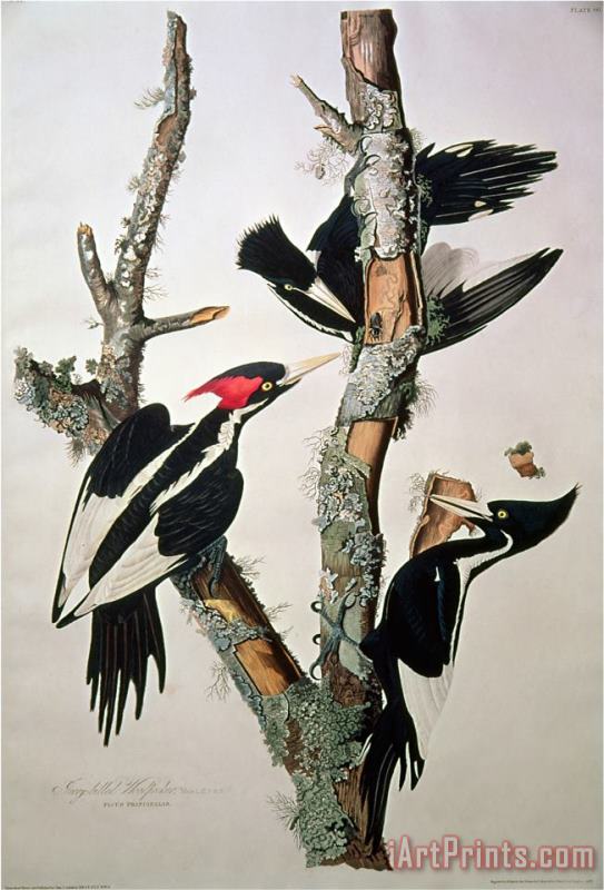 Ivory Billed Woodpecker From Birds of America 1829 painting - John James Audubon Ivory Billed Woodpecker From Birds of America 1829 Art Print