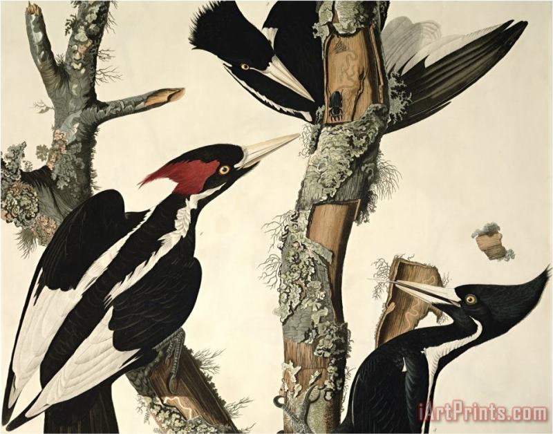 John James Audubon Ivory Billed Woodpecker From Birds of America Engraved by Robert Havell Art Painting