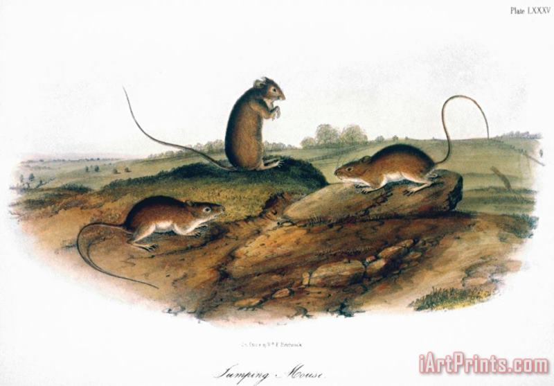 John James Audubon Jumping Mouse 1846 Art Print