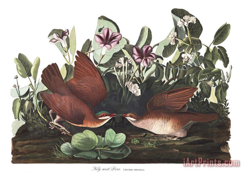 John James Audubon Key West Dove Art Painting