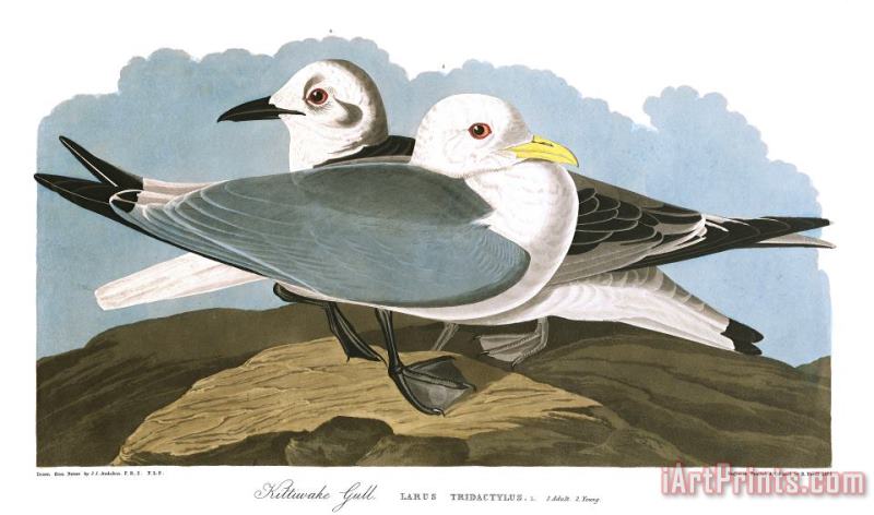 Kittiwake Gull painting - John James Audubon Kittiwake Gull Art Print