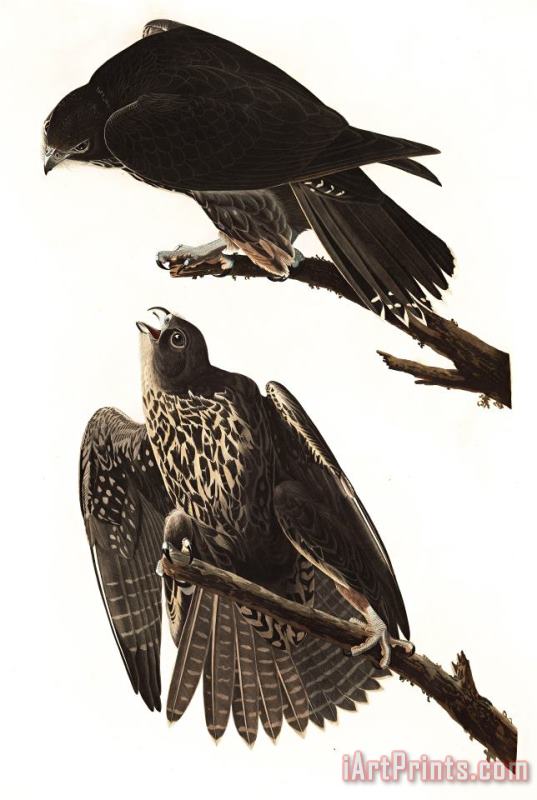 John James Audubon Labrador Falcon Art Painting