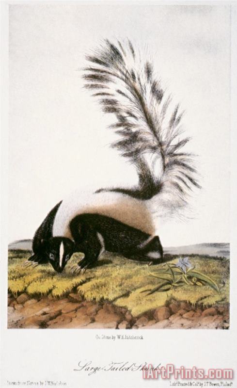 John James Audubon Large Tailed Skunk Art Print