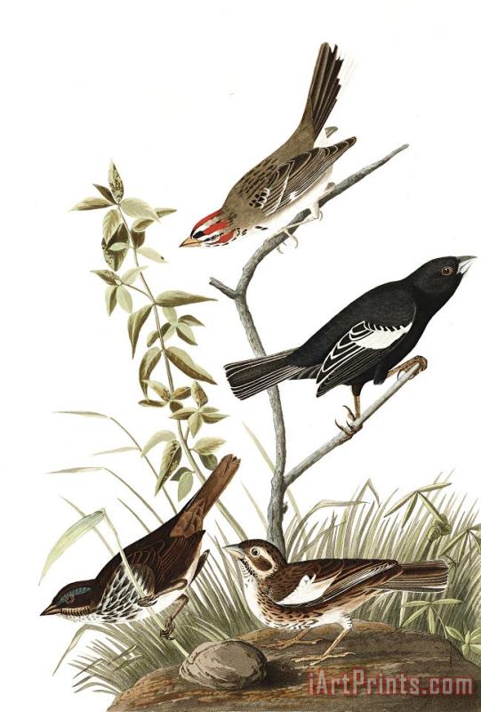 John James Audubon Lark Finch, Prairie Finch, Brown Song Sparrow Art Painting