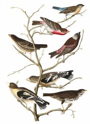 John James Audubon Lazuli Finch, Crimson Necked Bull Finch, Gray Crowned Linnet, Cow Pen Bird, Evening Grosbeak, Brown Longspur painting