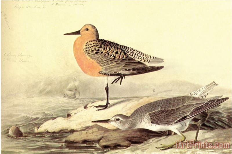 Leach's Petril painting - John James Audubon Leach's Petril Art Print